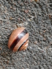 Cepaea