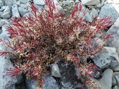 Epilobium porphyrium
