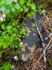 Lycogala flavofuscum