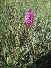 Anacamptis pyramidalis