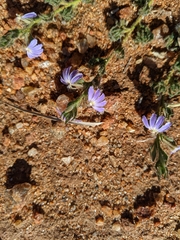 Scaevola parvifolia