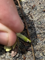 Castilleja hyperborea