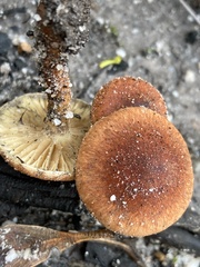 Pholiota