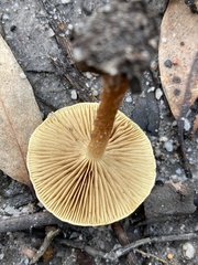 Pholiota