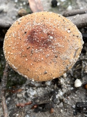 Pholiota