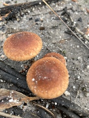 Pholiota