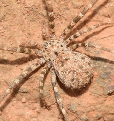 Hersiliola simoni