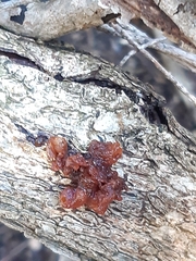 Phaeotremella fimbriata