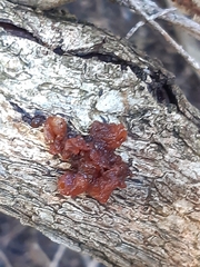 Phaeotremella fimbriata