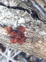 Phaeotremella fimbriata
