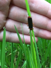 Cantharis pellucida