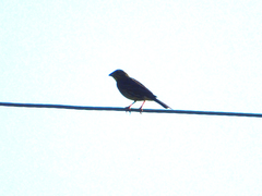 Emberiza citrinella