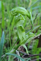 Pterostylis smaragdyna