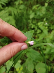 Epilobium