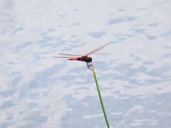 Tramea transmarina euryale