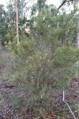 Acacia iteaphylla