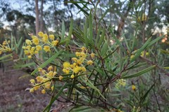 Acacia iteaphylla
