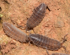 Porcellionides sexfasciatus hispanus