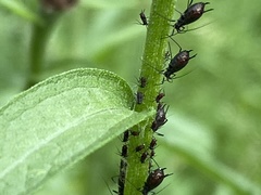 Uroleucon jaceae
