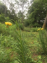 Lilium pyrenaicum