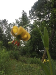 Lilium pyrenaicum