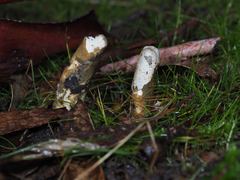 Mutinus cartilagineus