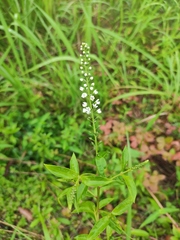 Lysimachia fortunei