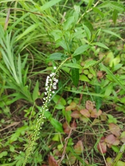 Lysimachia fortunei