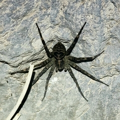 Dolomedes gertschi