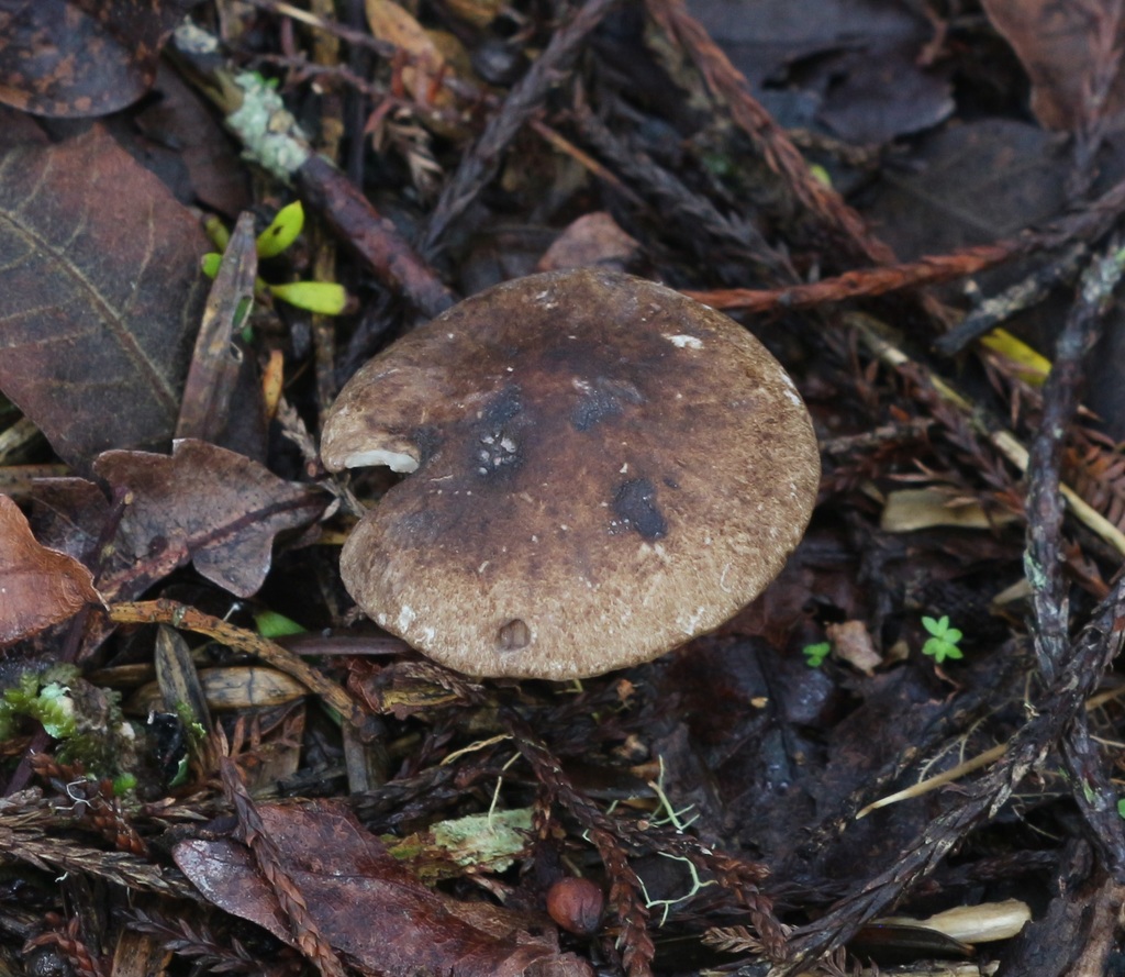 Corneriella from Okokako Road, Waimate North, New Zealand on June 19
