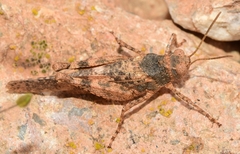 Oedipoda fuscocincta