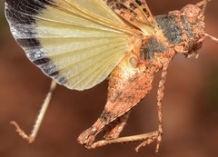 Oedipoda fuscocincta