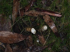 Mutinus cartilagineus