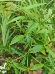 Lysimachia fortunei