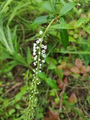Lysimachia fortunei