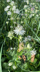 Astrantia major