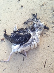 Pterodroma nigripennis