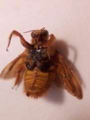 Xylocopa sonorina