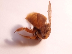 Xylocopa sonorina