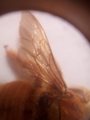 Xylocopa sonorina