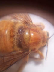 Xylocopa sonorina