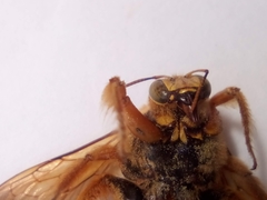 Xylocopa sonorina