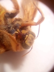 Xylocopa sonorina