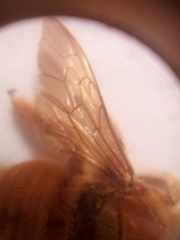 Xylocopa sonorina