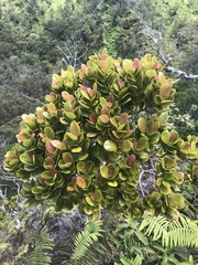 Syzygium sandwicense