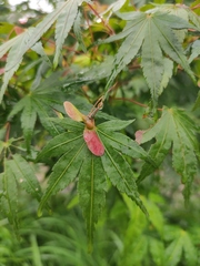 Acer palmatum