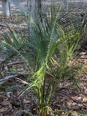 Macrozamia