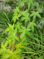 Acer palmatum