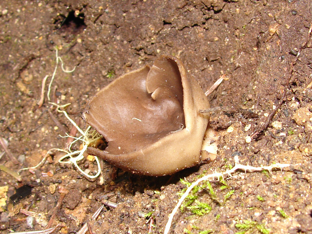 Peziza silvestris