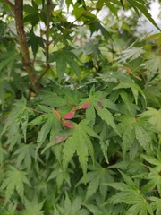 Acer palmatum